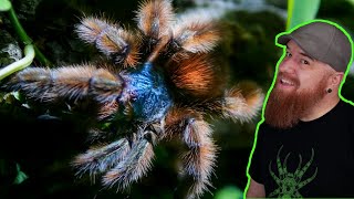 Antilles Pinktoe Tarantula Rehouse  Caribena versicolor [upl. by Elsbeth]