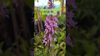 Stenoglottis longifolia orquideas jardim orchidcare orchidlover wingarden [upl. by Elstan969]