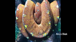 How To Modify ExoTerra amp Zoo Med Enclosures for GTPs Green Tree Pythons [upl. by Esile]