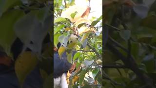 beautiful hornbill bird eat nuts berry rare birdshortvideo shortsfeed youtubeshorts foryoubirds [upl. by Bullough484]