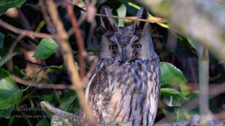 Longeared Owl Asio otus  Waldohreule [upl. by Rosmarin305]