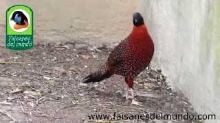 Tragopan Satyr Tragopan satyra [upl. by Michaela810]