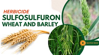 Sulfosulfuron Herbicide Guide Effective Weed Control for Wheat and Barley [upl. by Ernest]