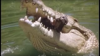 Shark v Croc [upl. by Ted]