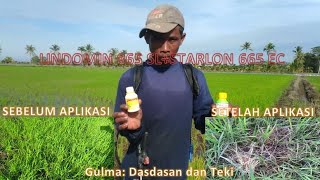 Ampuh Bunuh Gulma Dasdasan Seriwit Kodokan Teki Pakai STARLON 665 EC  LINDOMIN 865 SL [upl. by Haldis]