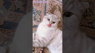 My talkative cat is nagging So cute short catlover [upl. by Aititel]