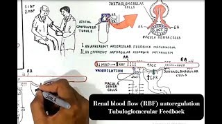 Renal blood flow RBF autoregulation Tubuloglomerular Feedback [upl. by Wolbrom]