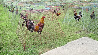 Inside Genius Farm Techniques To Breed Elite Roosters [upl. by Aztiram]