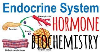 Hormone biochemistry [upl. by Danieu]