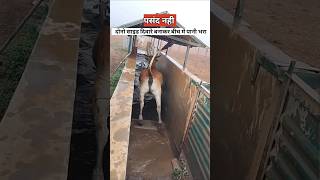 गायों को क्यों नहलाया जाता है  dairy farming cows [upl. by Sera]