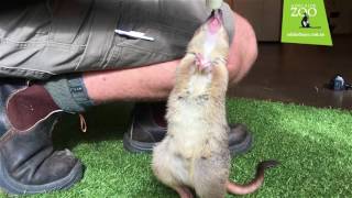 Meet Truffles the Brushtailed Bettong [upl. by Zorana]