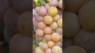 Pinot Grigio vs Pinot Gris Which Wins [upl. by Negris993]