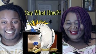 Pebble the swearing parrot tells us how she feels  Reaction [upl. by Aliuqa69]