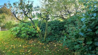 Neglected For YearsRenovated in Seconds  Overgrown Garden Transformation [upl. by Benedicto]