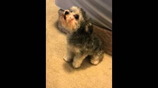 YorkieBichonFrise mix Yoshon howling [upl. by Zurn]