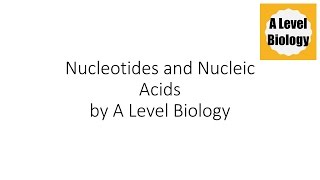 Nucleotides and Nucleic Acid  A Level Biology [upl. by Toy377]