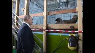 Putin gets cute and cuddly with dolphins and tigers [upl. by Aratehs775]