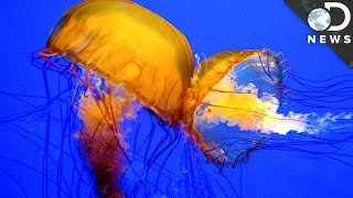 What Should You Do If Youre Stung By A Jellyfish [upl. by Pitzer]