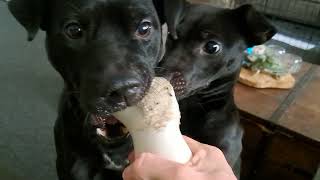 Patterdale Terriers Vs the supersized Nylabone [upl. by Nairim]