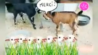 Baby Goat Fighting with Mother Goat Two Goat Fighting BabyGoatFightingwithMotherGoat GoatFighting [upl. by Anilrats]