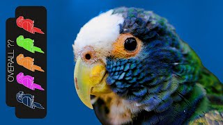 White Capped Pionus The Best Pet Parrot [upl. by Aran605]