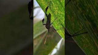 Leptoglossus zonatus feeding in corn leaves [upl. by Voletta]