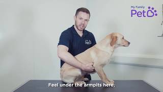 Checking Your Dog For Lumps and Bumps  My Family Vets [upl. by Brink859]