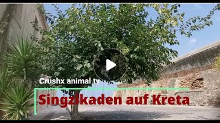 Singzikaden auf Kreta Zikaden Griechenland Chania schreiende Bäume [upl. by Sicular]