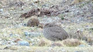 PERDIZ COPETONA  Elegant Tinamou  Eudromia elegans [upl. by Manvell]