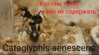 Кратко и ясно расскажу о бегунках Cataglyphis aenescens [upl. by Ahsenal]