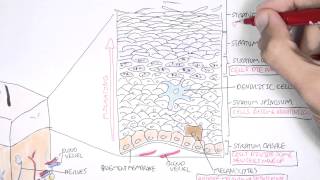 The Skin Anatomy Physiology and Microbiology [upl. by Melisandra8]