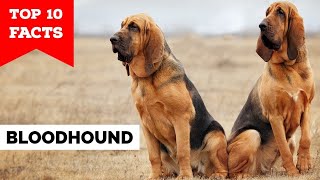 Bloodhound  Top 10 Facts [upl. by Roydd77]