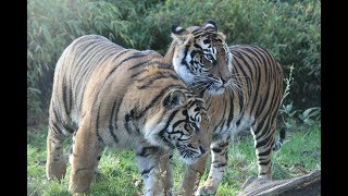 Sumatran tigers  Sumatraanse tijgers  ZSL London ZOO UK [upl. by Narcho]