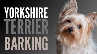 Yorkshire Terrier Barking Sounds To Make Your Dog REACT [upl. by Noslen959]