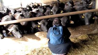 Scott Meets Water Buffalo in Italy [upl. by Waechter]