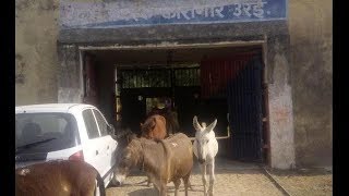 Donkeys in jail  बगिया नष्ट करने वाले 8 गधों को चार दिन काटनी पड़ी जेल [upl. by Rheinlander657]