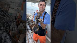 What it takes to keep a female lobster lobster commercialfishing seafood didyouknow education [upl. by Nnailuj]