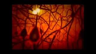 PBS The Secret Life of the Brain  The Babys Brain miniwmv [upl. by Soma973]