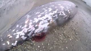 Cuviers Beaked Whale [upl. by Ardrey]