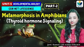 Metamorphosis in AmphibiansPart2  Thyroid Hormone Signaling  Developmental Biology [upl. by Avat]