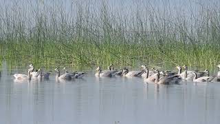 Bar Headed Goose [upl. by Brett656]