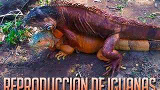 REPRODUCCION DE IGUANAS VERDES [upl. by Kissiah350]