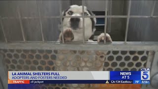 Adopters Wanted LA animal shelters full [upl. by Aketal784]