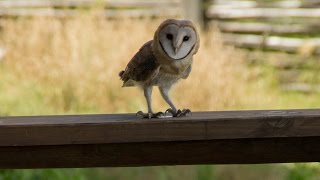 Barn Owl screeching [upl. by Nomead113]