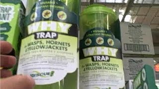 How to Control Wasps in Your Garden Organically [upl. by Enaywd703]