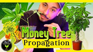 Money Tree Propagation and Care Guide for Beginners Pachira aquatica [upl. by Marvel948]