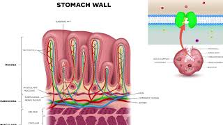 Proton pump inhibitors Omeprazole pantoprazole and other prazole medications [upl. by Edrahs]