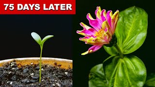 EPIC Zinnia Flower Time Lapse  75 Days In 1 Minute [upl. by Johan]