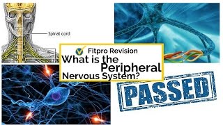 What is the Peripheral Nervous System [upl. by Xam]