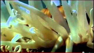 Animal Bio Pt2Phylum Cnidaria [upl. by Sidnal]